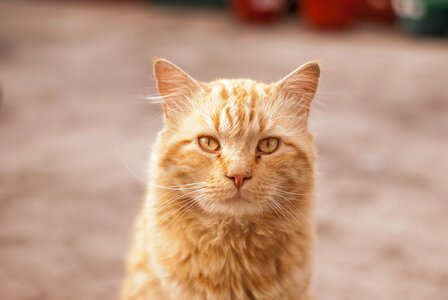 Long hair pet kitten photo