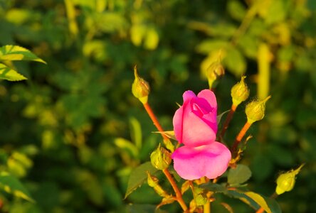 Rose garden summer photo