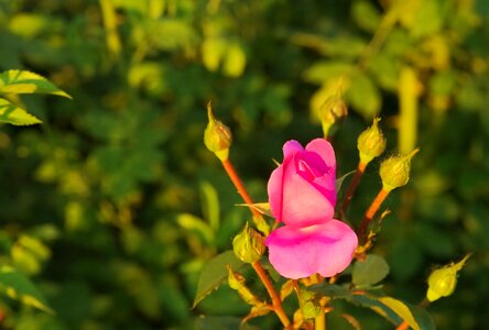 Rose garden summer