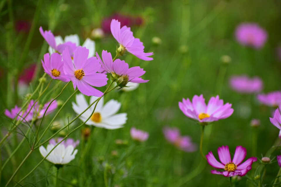 Flowering plant flowers petal