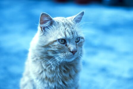Long hair pet kitten