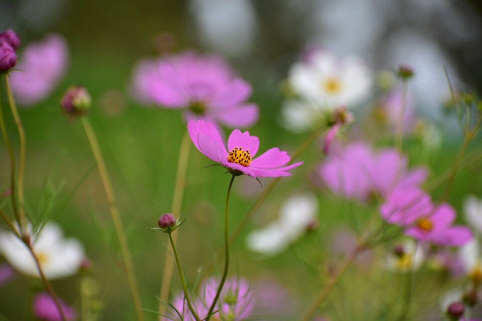 Flowering plant flowers petal