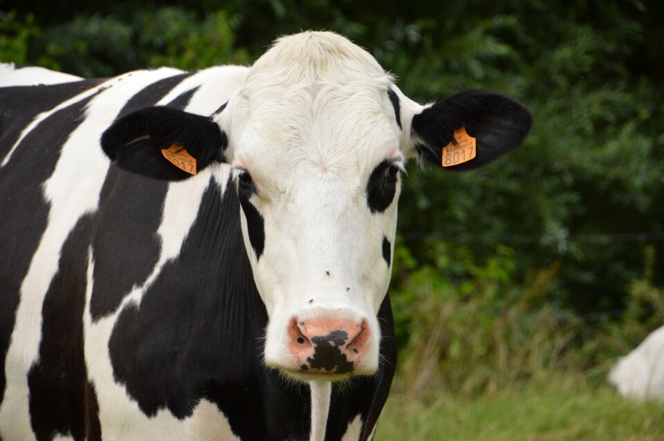 Dairy cow livestock milk