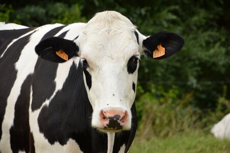 Dairy cow livestock milk photo