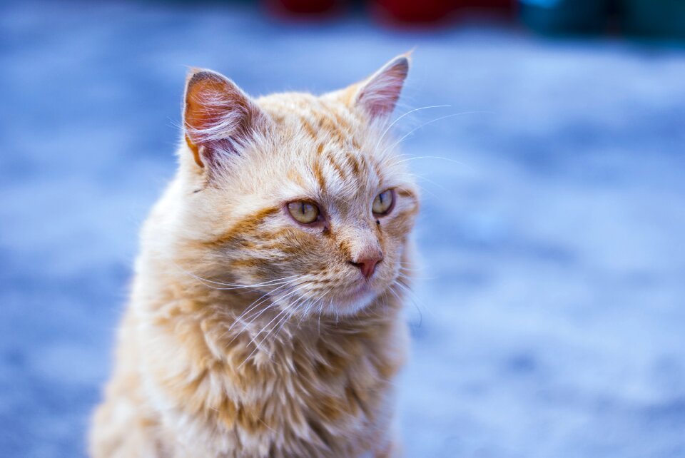 Long hair pet kitten