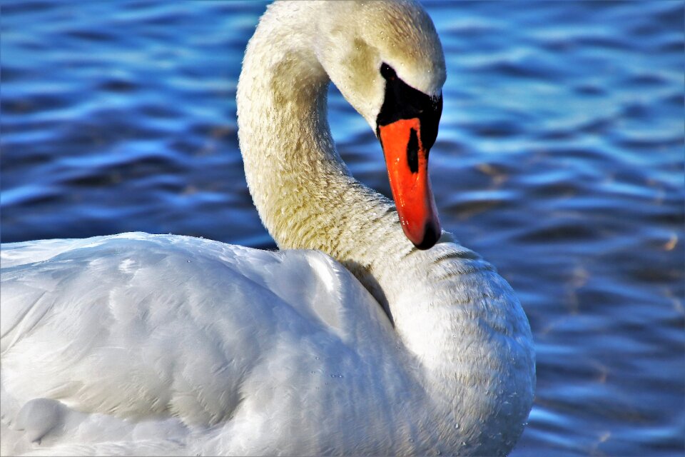Plumage noble water