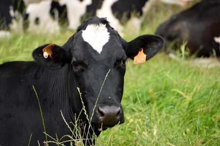 Dairy cow livestock milk photo
