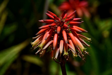 Red orange close up