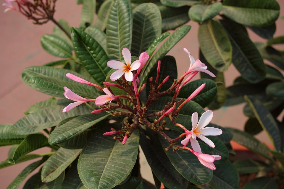 India pink botany