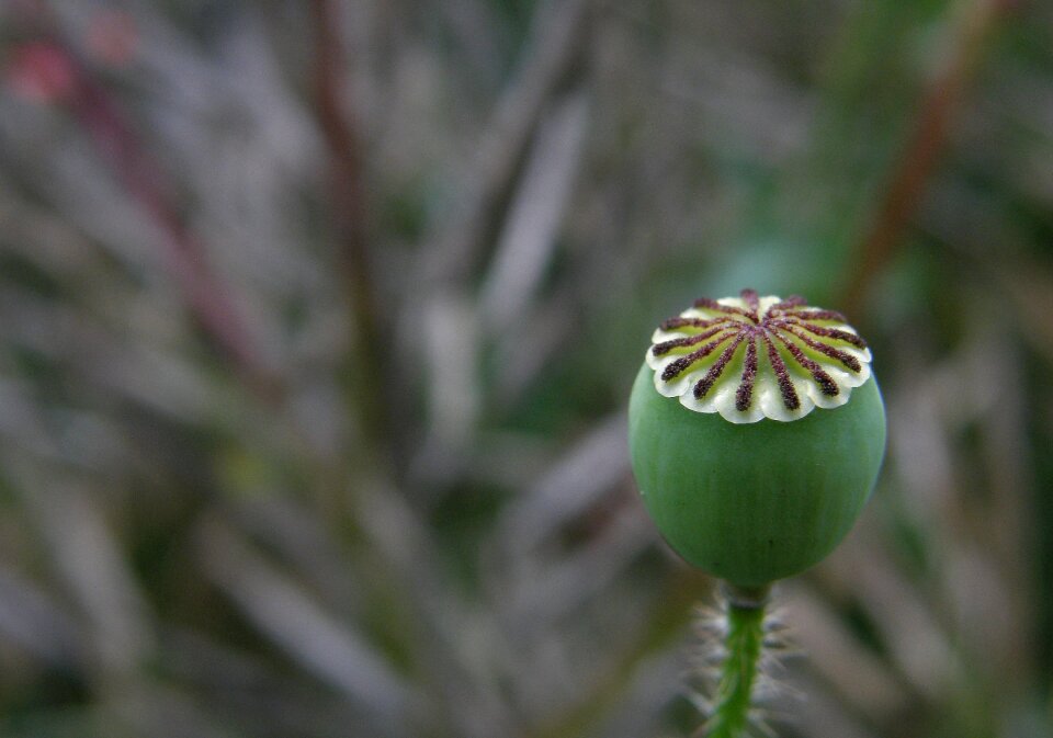 Macro meadow blossomed