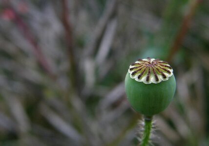 Macro meadow blossomed