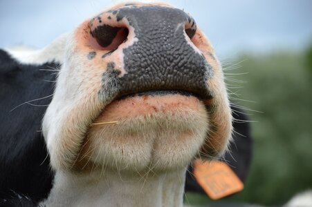 Animal mammal cow photo