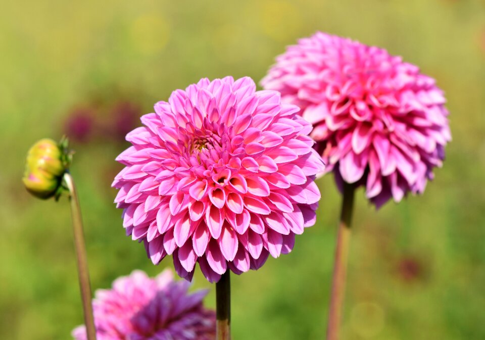 Bud dahlia garden garden plant