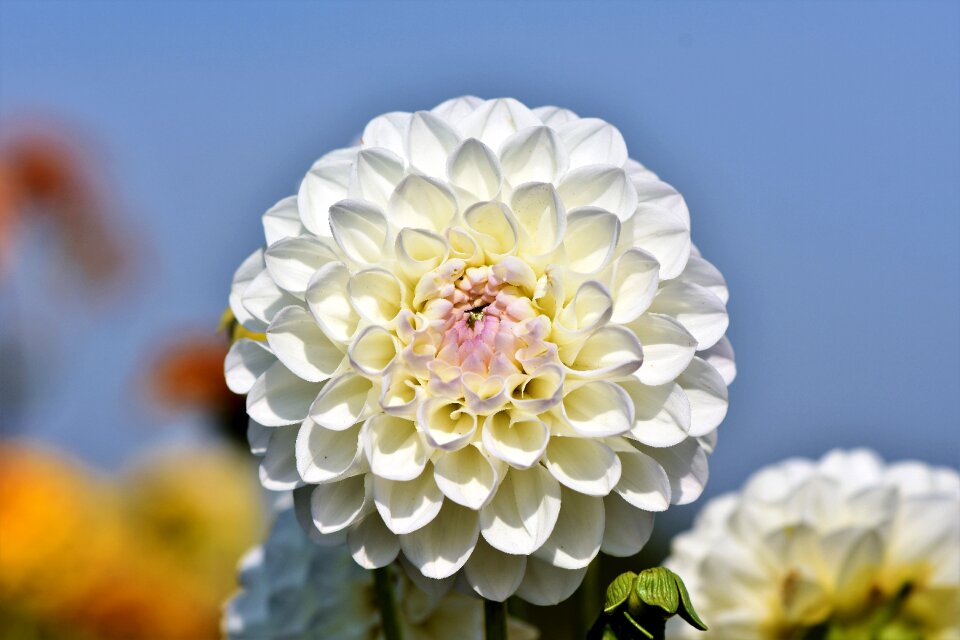 Bud dahlia garden garden plant