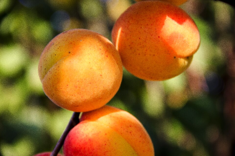 Ripe vitamins fresh
