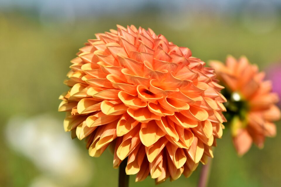 Bud dahlia garden garden plant