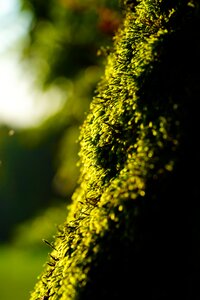 Green cratoneuron filicinum fern-like strong nerve moss