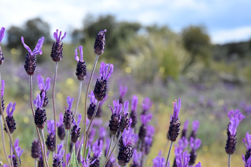 Lavender color flora summer