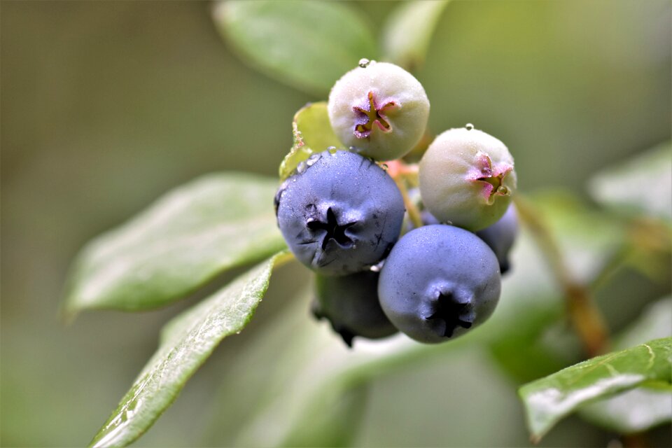 Nature fruit summer
