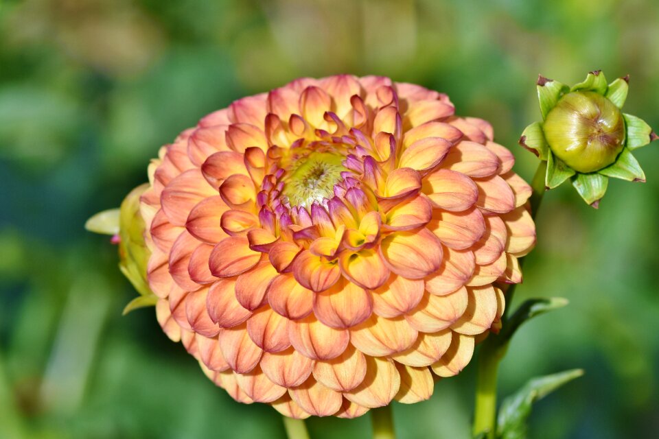 Bud dahlia garden garden plant