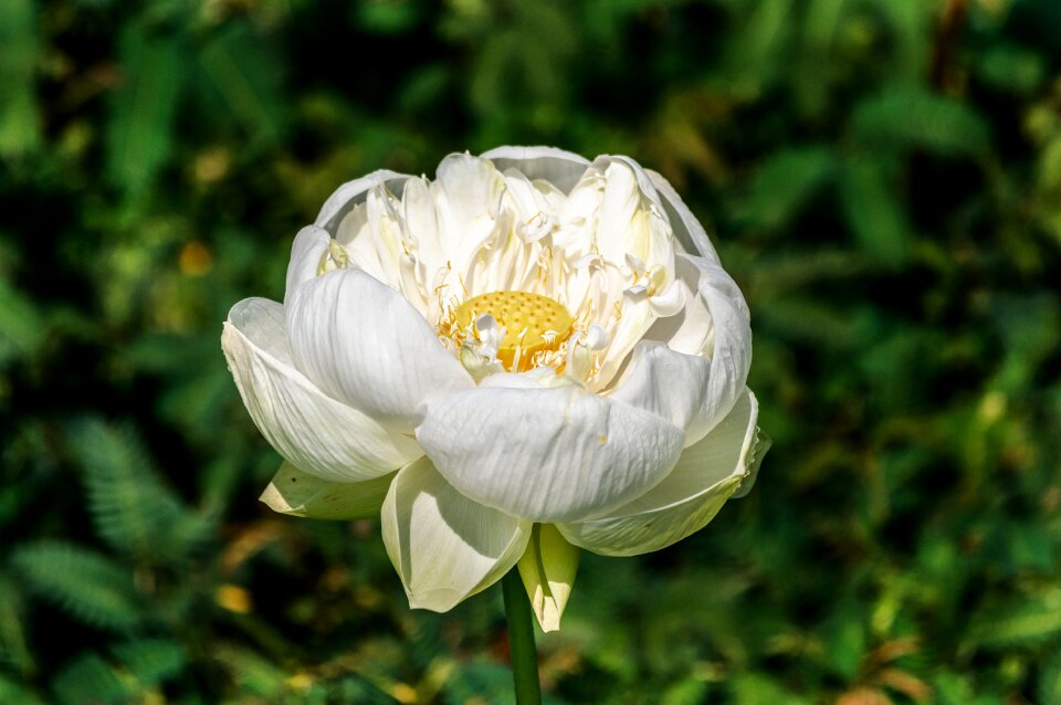 Nature blossom beautiful