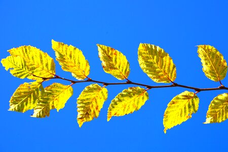 Fall color yellow golden photo