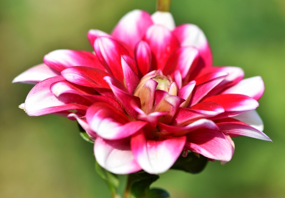 Bud dahlia garden garden plant