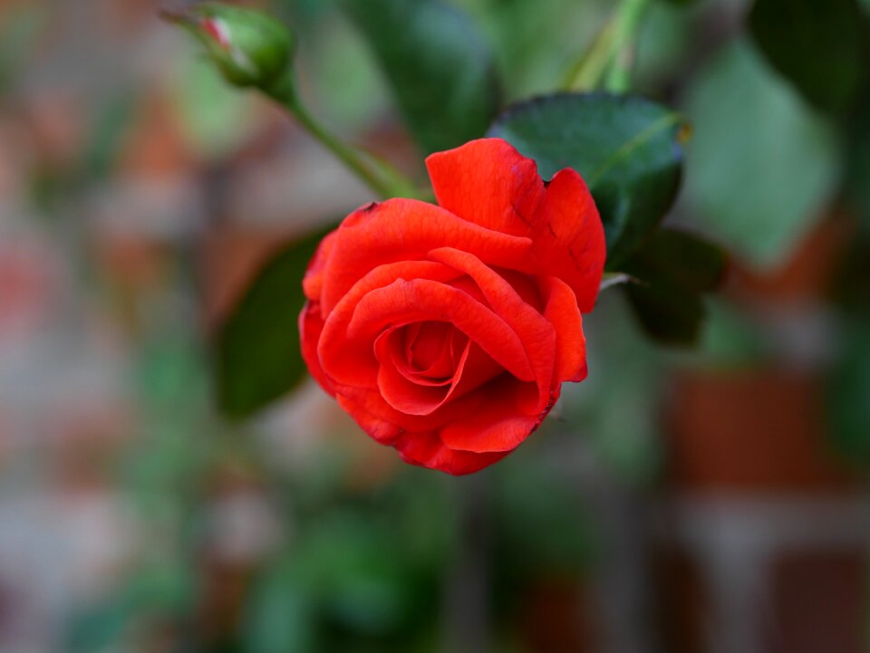 Bloom blossom love