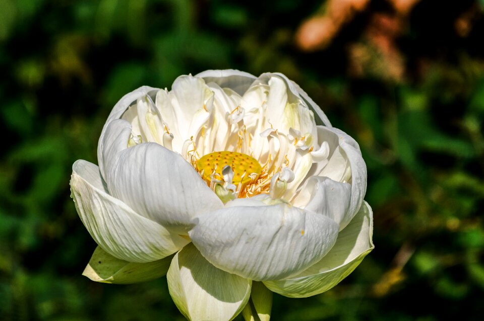 Nature blossom beautiful