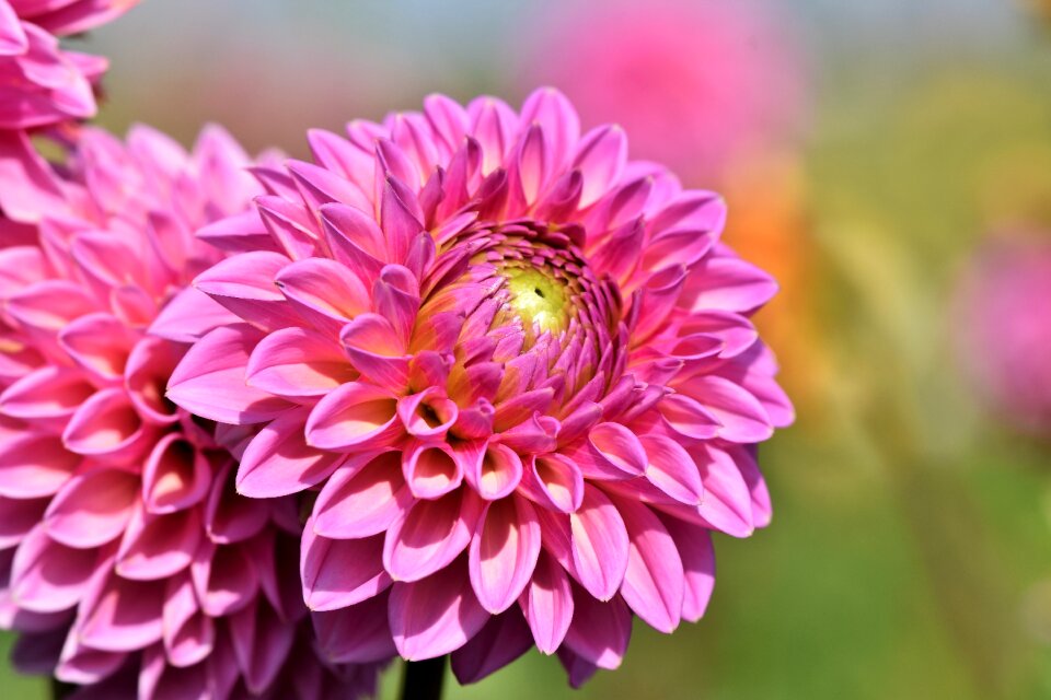 Bud dahlia garden garden plant