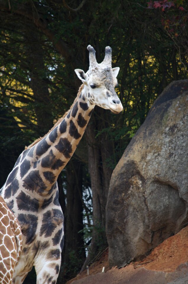 Animal africa zoo