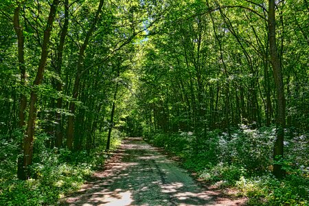 Green trees nature