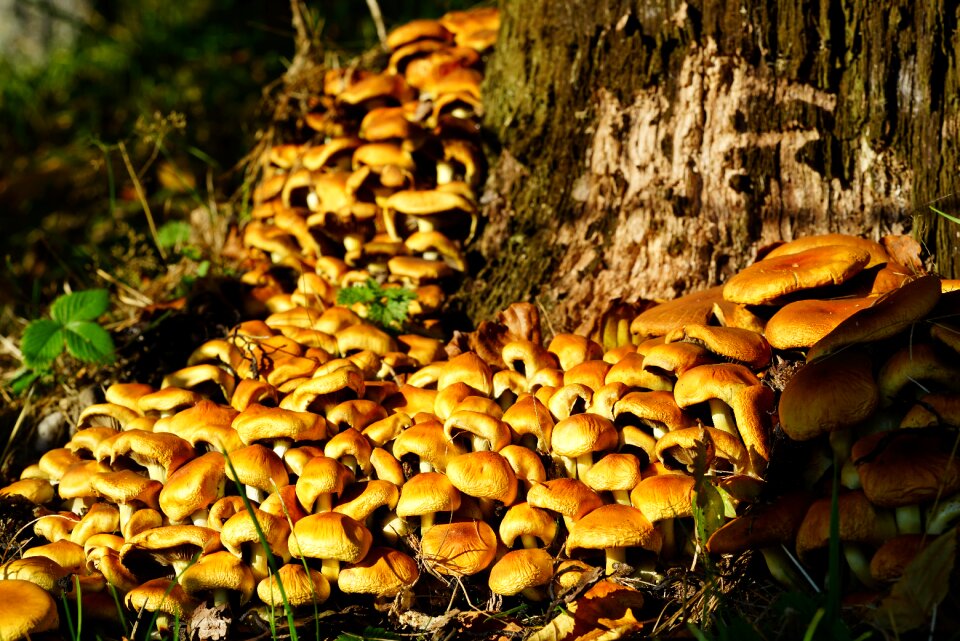 Träuschling related strophariaceae fungal growth