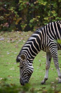 Zebra animal africa photo