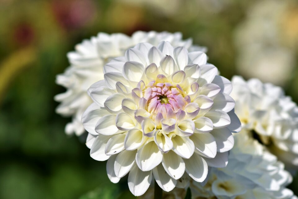 Bud dahlia garden garden plant