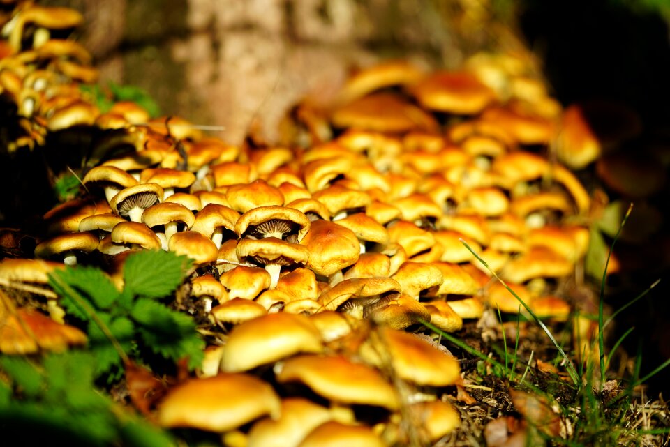 Träuschling related strophariaceae fungal growth