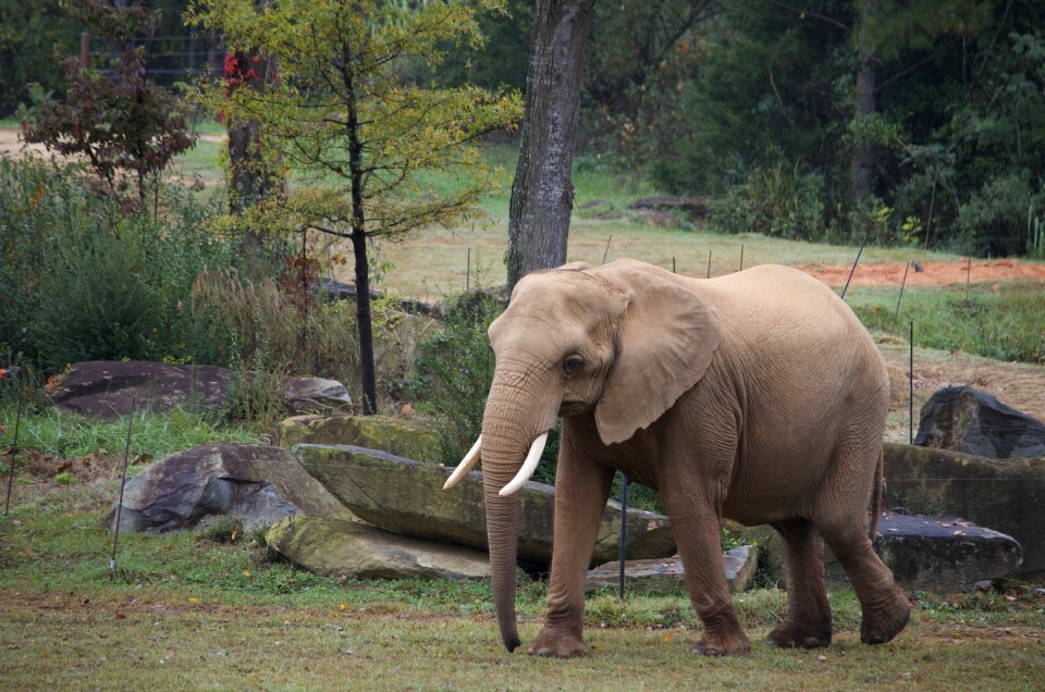 Elephant animal africa