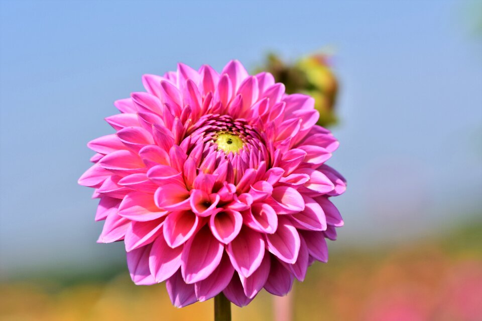 Bud dahlia garden garden plant