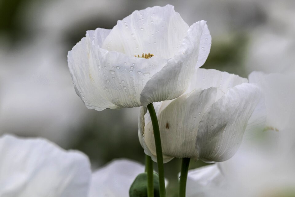 White amapola rocio water droplets