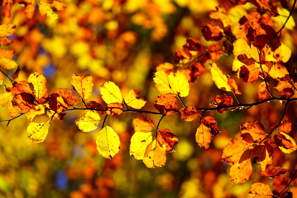 Fall foliage beech branch