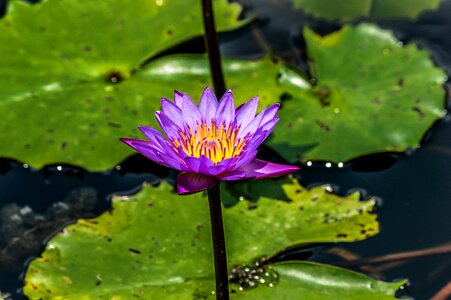 Water garden lily