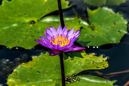 Water garden lily photo