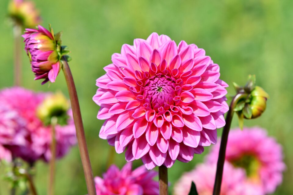 Bud dahlia garden garden plant