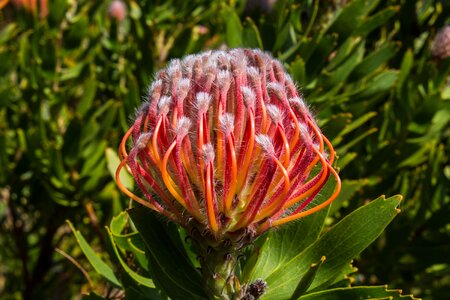 Plants nature color