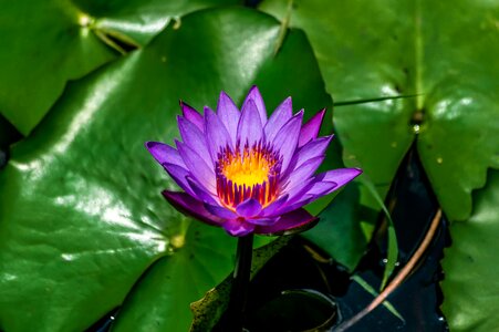 Water garden lily