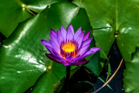 Water garden lily photo