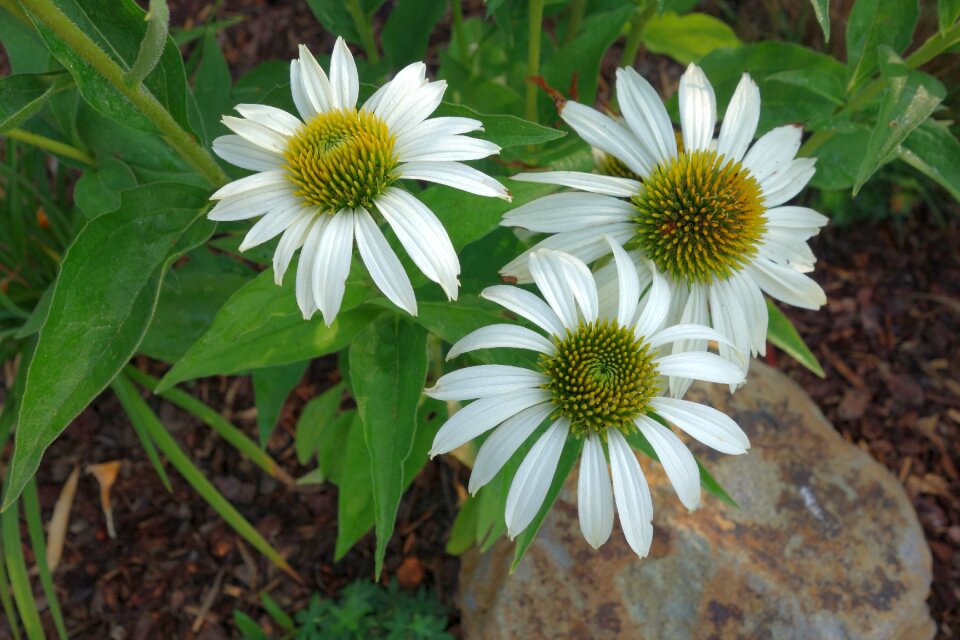 Garden coneflower blossom
