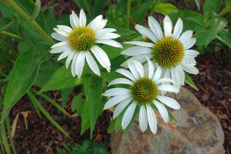 Garden coneflower blossom photo