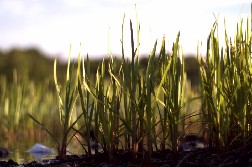 Green grass plant lake