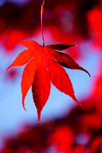 Fall foliage maple branch photo